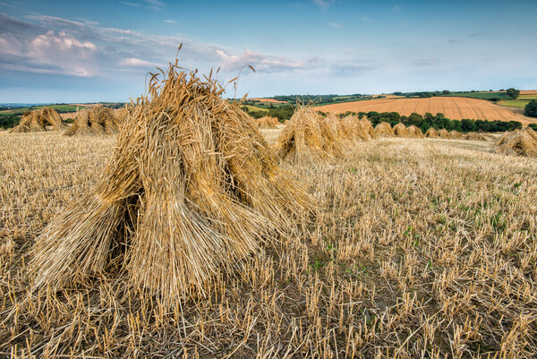 Stooks of wheat sheaves stood on end to dry in a stubble field, with rolling farmland and open sky behind